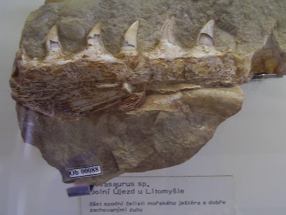 mosasaurid -cesky-dolni-ujezd-u-litomysle